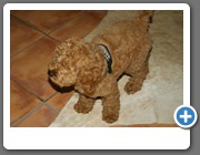  Ob ich die Wohnung mal ein bischen aufräume?