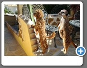 Mein Herrchen hat herausgefunden, dass ich irgendwie auch von Erdmaennchen abstammen muss :-)) (siehe Herkunft)